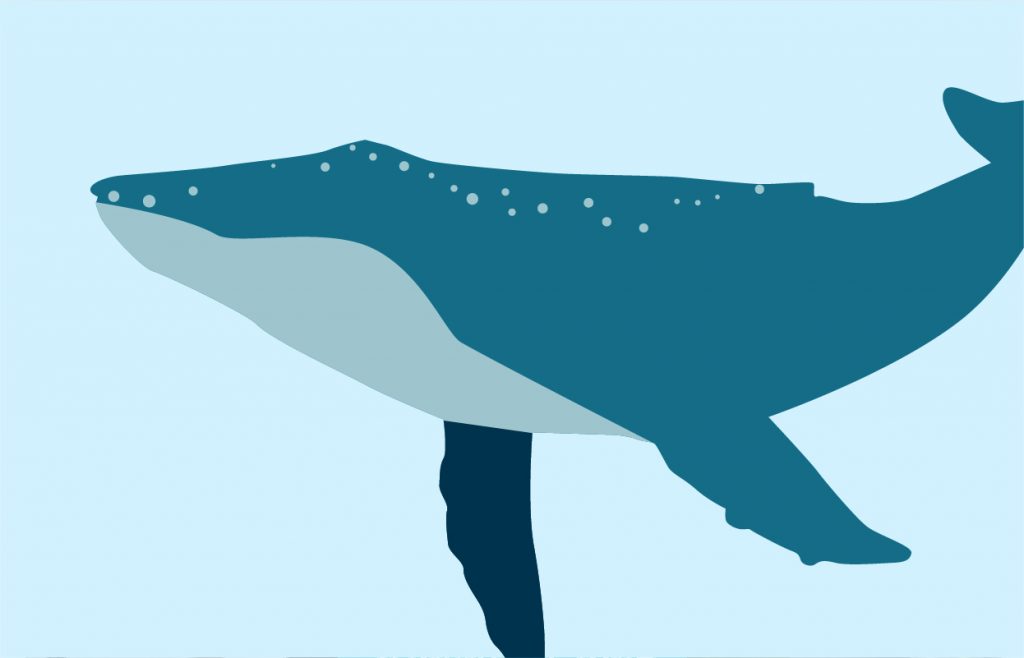 Humpback