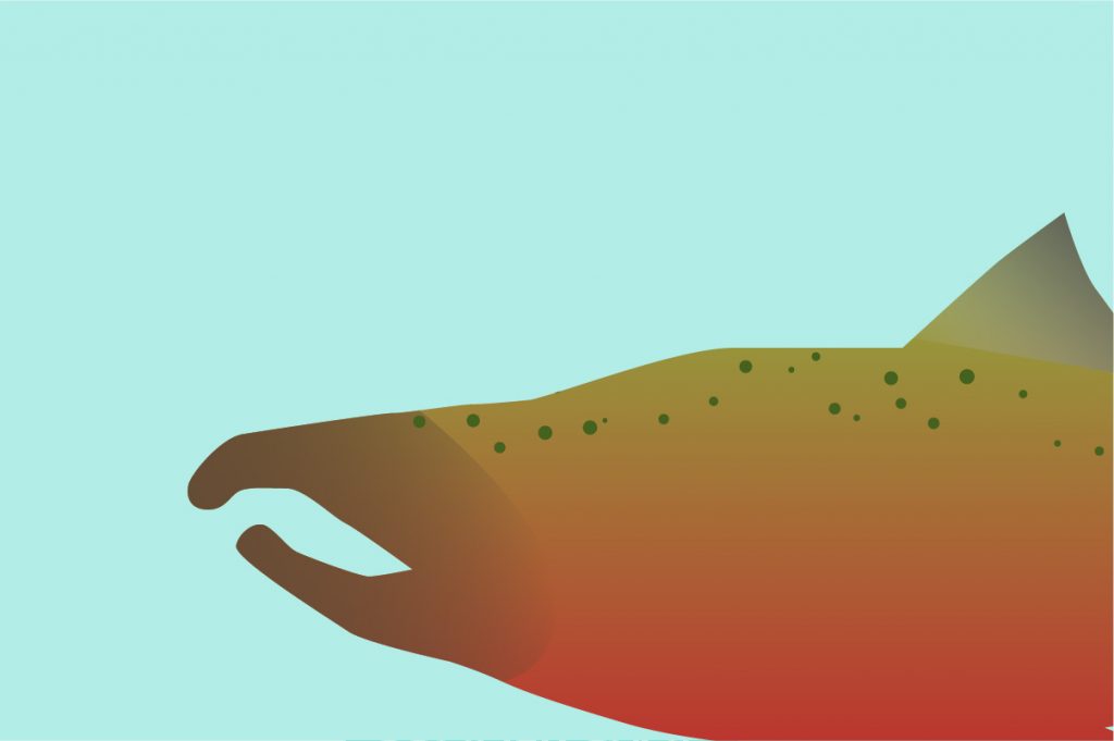 Salmon