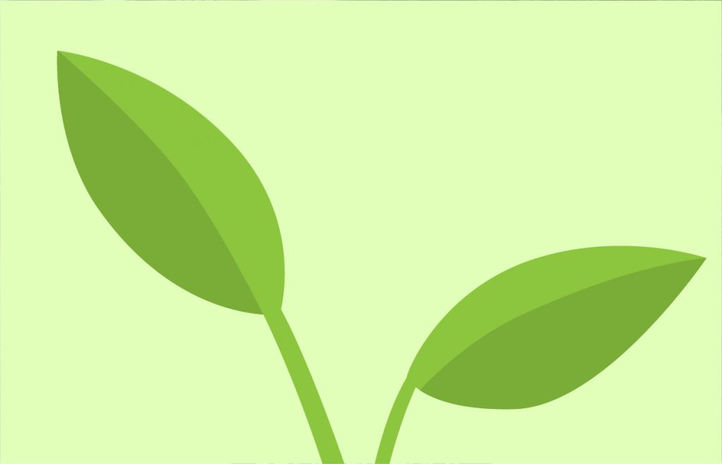 Seedling